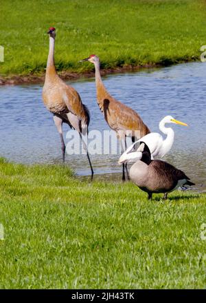 3 verschiedene Vogelarten versammeln sich am Rande eines kleinen Teiches. Ein Paar Sandhügelkrane, ein Reiher und eine Gans Stockfoto