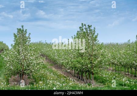 Pfirsichbäume sind in Michigan USA in voller Blüte, gefüllt mit Blüten und dem Versprechen von süßem Obst zu kommen Stockfoto
