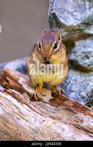 Entzückende Chipmunk knabbert auf einem Sonnenblumenkerne im Freien Stockfoto