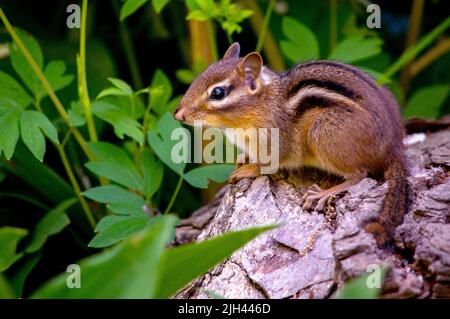 Ein kleiner Streifenhörnchen sitzt leise auf einem Holzklimmer und beobachtet sie um sich herum Stockfoto