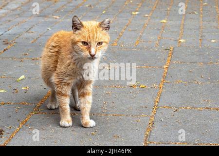 Verlassene streunende Katze mit rotem Fell auf einer Straße Stockfoto