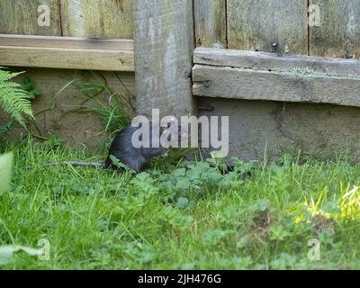 Schwarze Schiffsratte (Rattus rattus) im Gras an der Basis eines Holzzauns, die auf ihren Hinterbeinen aufwächst Stockfoto