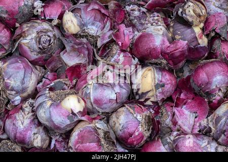 Nahaufnahme Hyacinthus Blue Pearl In Amsterdam, Niederlande 28-6-2022 Stockfoto