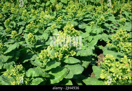 Tabakanbau auf dem Bauernhof. Tabakpflanzen blühen mit gelben winzigen Blüten. Stockfoto
