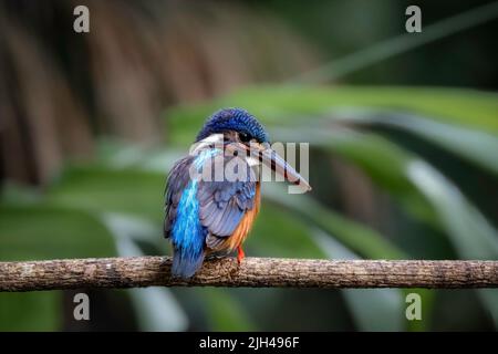 Nahaufnahme eines blauohrigen Eiskönigs, der auf einem Ast thront Stockfoto