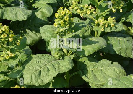 Anbau von Tabakpflanzen auf Tabakfarmen. Stockfoto