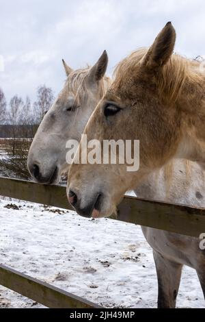 Graue Pferde im Winterhof. Nahaufnahmen auf den Köpfen. Das Foto wurde an einem bewölkten Tag aufgenommen Stockfoto