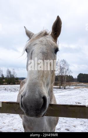 Graue Pferde im Winterhof. Nahaufnahmen auf den Köpfen. Das Foto wurde an einem bewölkten Tag aufgenommen Stockfoto