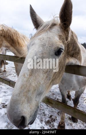 Graue Pferde im Winterhof. Nahaufnahmen auf den Köpfen. Das Foto wurde an einem bewölkten Tag aufgenommen Stockfoto