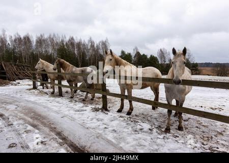 Graue Pferde im Winterhof. Nahaufnahmen auf den Köpfen. Das Foto wurde an einem bewölkten Tag aufgenommen Stockfoto