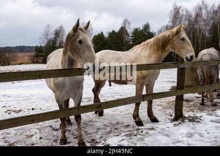 Graue Pferde im Winterhof. Nahaufnahmen auf den Köpfen. Das Foto wurde an einem bewölkten Tag aufgenommen Stockfoto