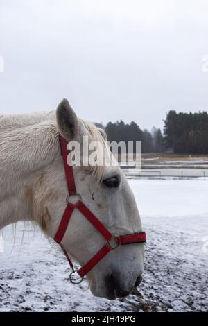 Graue Pferde im Winterhof. Nahaufnahmen auf den Köpfen. Das Foto wurde an einem bewölkten Tag aufgenommen Stockfoto