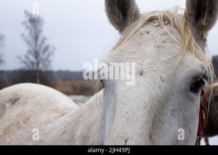 Graue Pferde im Winterhof. Nahaufnahmen auf den Köpfen. Das Foto wurde an einem bewölkten Tag aufgenommen Stockfoto