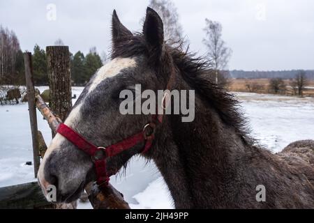 Graue Pferde im Winterhof. Nahaufnahmen auf den Köpfen. Das Foto wurde an einem bewölkten Tag aufgenommen Stockfoto