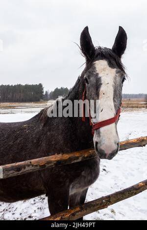 Graue Pferde im Winterhof. Nahaufnahmen auf den Köpfen. Das Foto wurde an einem bewölkten Tag aufgenommen Stockfoto