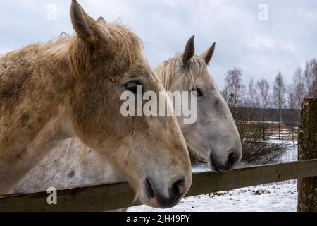 Graue Pferde im Winterhof. Nahaufnahmen auf den Köpfen. Das Foto wurde an einem bewölkten Tag aufgenommen Stockfoto