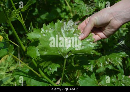 Auf der Unterseite des Blattes zeigt der Landwirt eine mit Mehltau-Weinrebe infizierte Rebe. Stockfoto