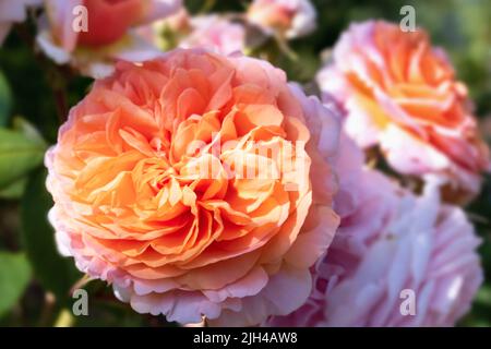 Barch Hill Garden im Juli East Sussex UK Stockfoto