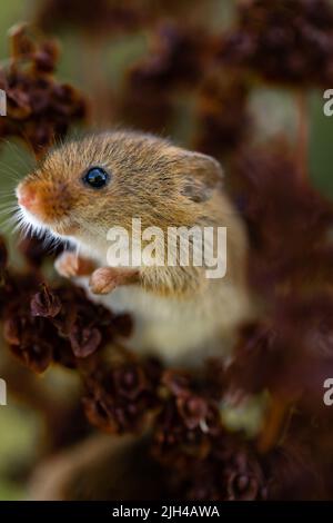 Eurasian Harvest Mouse (Micromys minutus) Kletterpflanzen, Großbritannien Stockfoto