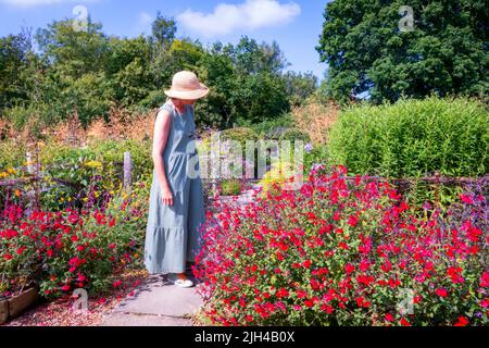 Barch Hill Garden im Juli East Sussex UK Stockfoto