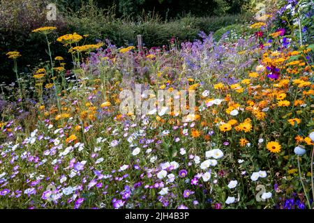 Barch Hill Garden im Juli East Sussex UK Stockfoto