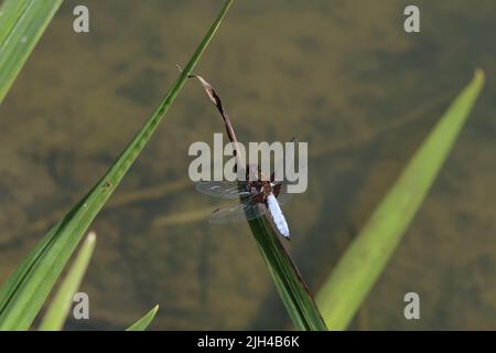 Die Fliege sitzt im Schilf am See. Stockfoto