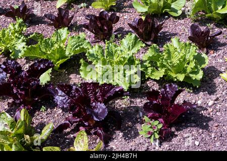 Barch Hill Garden im Juli East Sussex UK Stockfoto