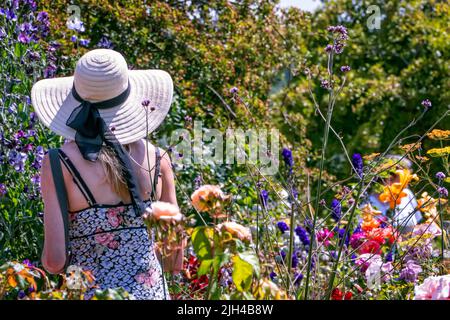 Barch Hill Garden im Juli East Sussex UK Stockfoto