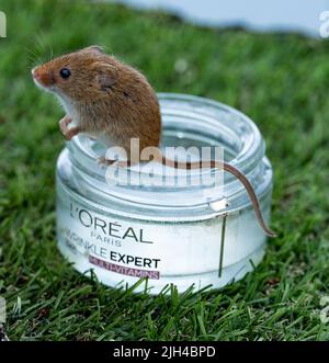 Eurasian Harvest Mouse (Micromys minutus) sitzt auf einem recycelten Schminktopf als Wasserschale, Großbritannien Stockfoto