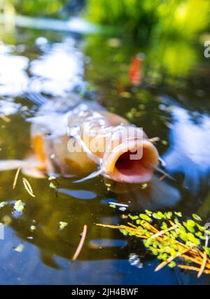 Der riesige Koi-Karp schwimmt in einem von Menschen gemachten Teich in einem japanischen Zen-Garten. Stockfoto