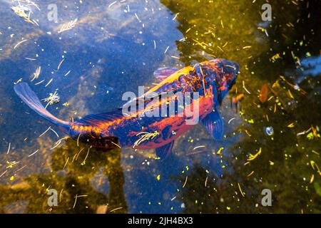 Der riesige Koi-Karp schwimmt in einem von Menschen gemachten Teich in einem japanischen Zen-Garten. Stockfoto