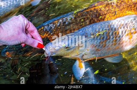 Der Riese Koi Karp, der in einem von Menschen hergestellten Teich schwimmt und ihnen Fischfutter-Pellets gefüttert wird. Stockfoto