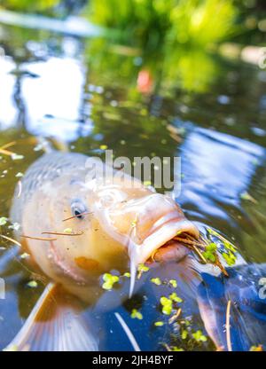 Der riesige Koi-Karp schwimmt in einem von Menschen gemachten Teich in einem japanischen Zen-Garten. Stockfoto