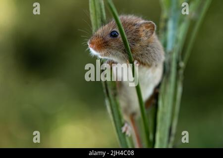 Eurasian Harvest Mouse (Micromys minutus) Kletterpflanzen, Großbritannien Stockfoto