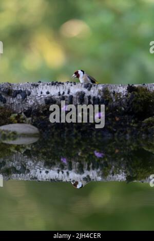 Goldfinch (Carduelis carduelis) trinkt in einem Waldbewässerungsloch, Großbritannien Stockfoto