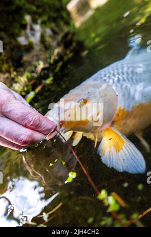 Der Riese Koi Karp, der in einem von Menschen hergestellten Teich schwimmt und ihnen Fischfutter-Pellets gefüttert wird. Stockfoto