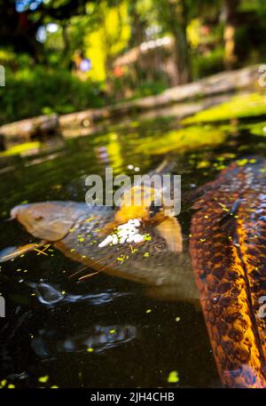 Der riesige Koi-Karp schwimmt in einem von Menschen gemachten Teich in einem japanischen Zen-Garten. Stockfoto