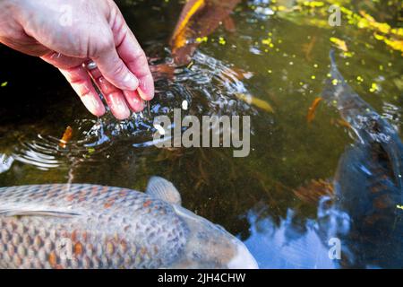 Der Riese Koi Karp, der in einem von Menschen hergestellten Teich schwimmt und ihnen Fischfutter-Pellets gefüttert wird. Stockfoto