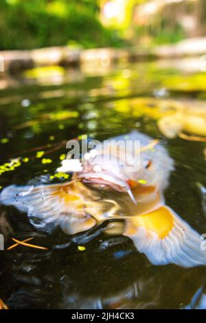 Der riesige Koi-Karp schwimmt in einem von Menschen gemachten Teich in einem japanischen Zen-Garten. Stockfoto