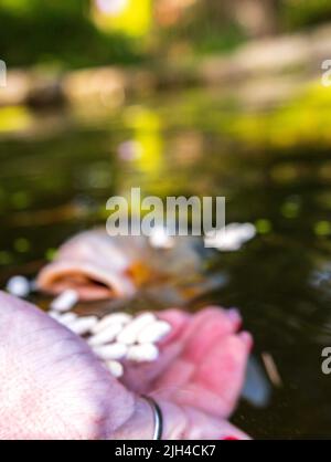 Der Riese Koi Karp, der in einem von Menschen hergestellten Teich schwimmt und ihnen Fischfutter-Pellets gefüttert wird. Stockfoto