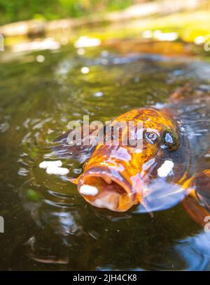 Der riesige Koi-Karp schwimmt in einem von Menschen gemachten Teich in einem japanischen Zen-Garten. Stockfoto