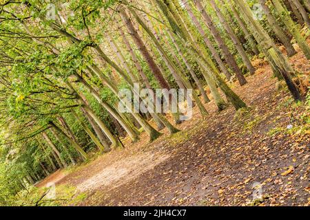 Eine schöne Aussicht auf einem Pfad oder einer Route in einem dichten Wald, im Herzen von England, Großbritannien. Der Wald wunderschön erhalten und gepflegt. Stockfoto