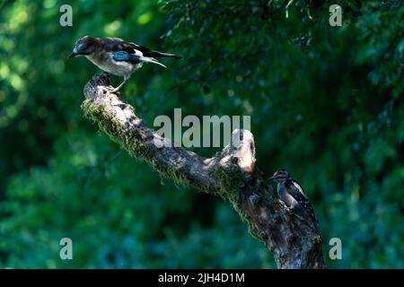 Jay (Garrulus glandarius) auf einem moosigen Zweig in einem Wald (UK) Stockfoto
