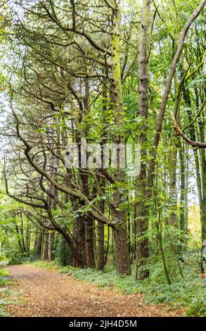 Eine schöne Aussicht auf einem Pfad oder einer Route in einem dichten Wald, im Herzen von England, Großbritannien. Der Wald wunderschön erhalten und gepflegt. Stockfoto