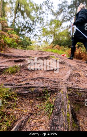 Eine schöne Aussicht auf einem Pfad oder einer Route in einem dichten Wald, im Herzen von England, Großbritannien. Der Wald wunderschön erhalten und gepflegt. Stockfoto