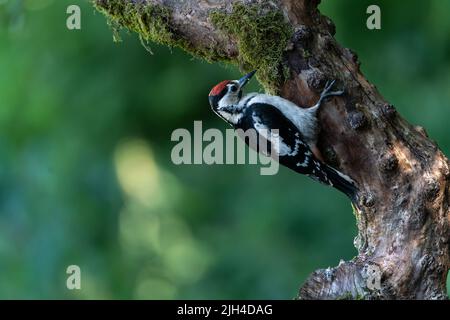 Großer Spotted Woodspecht (Dendrocopos Major), auf einem moosigen Baum in einem Wald, Großbritannien Stockfoto