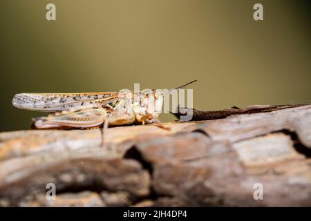 Dociostaurus maroccanus, allgemein bekannt als marokkanische Heuschrecke, ist eine Heuschrecke aus der Insektenfamilie Acrididae Stockfoto