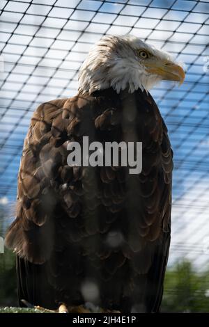 Weißkopfseeadler in Gefangenschaft hinter Drahtgeflecht im Naturschutzgebiet Stockfoto