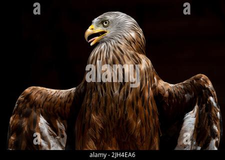 Captive Red Kite (Milvus Milvus) mit seinen Flügeln, die sich vor schwarzem Hintergrund in der Sonne erwärmen Stockfoto