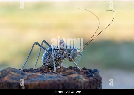 Eine gepanzerte Katydid (Acanthoplus discoidalis), die auf einem Pol auf einem Campingplatz in Namibia sitzt Stockfoto